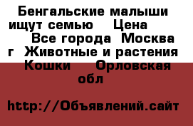 Бенгальские малыши ищут семью) › Цена ­ 5 500 - Все города, Москва г. Животные и растения » Кошки   . Орловская обл.